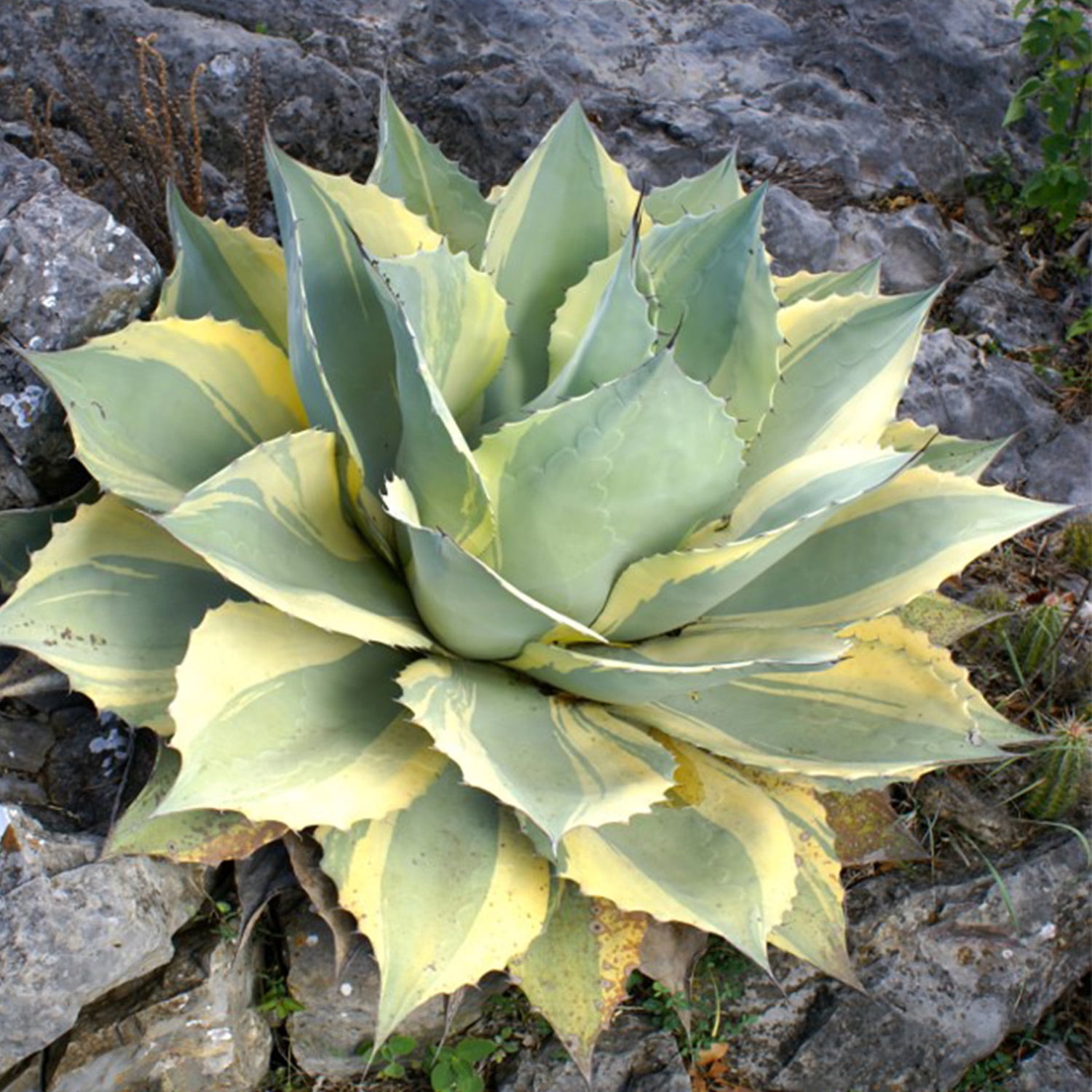 Altman Plants Rare Agave (ovatifolia) Orca Whale Unique Succulent Plant in 3.5" Grower Pot