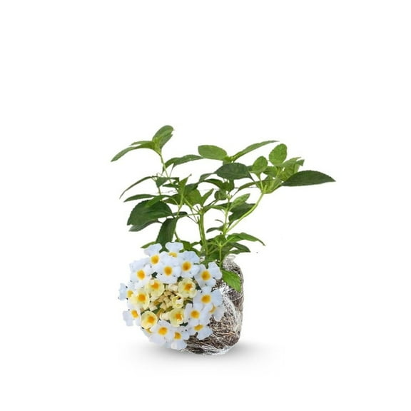 Set 2 White Lantana Live Plant, 4-8 Inch Starter, Trailing White Flowering Live Lantana Plants for Garden