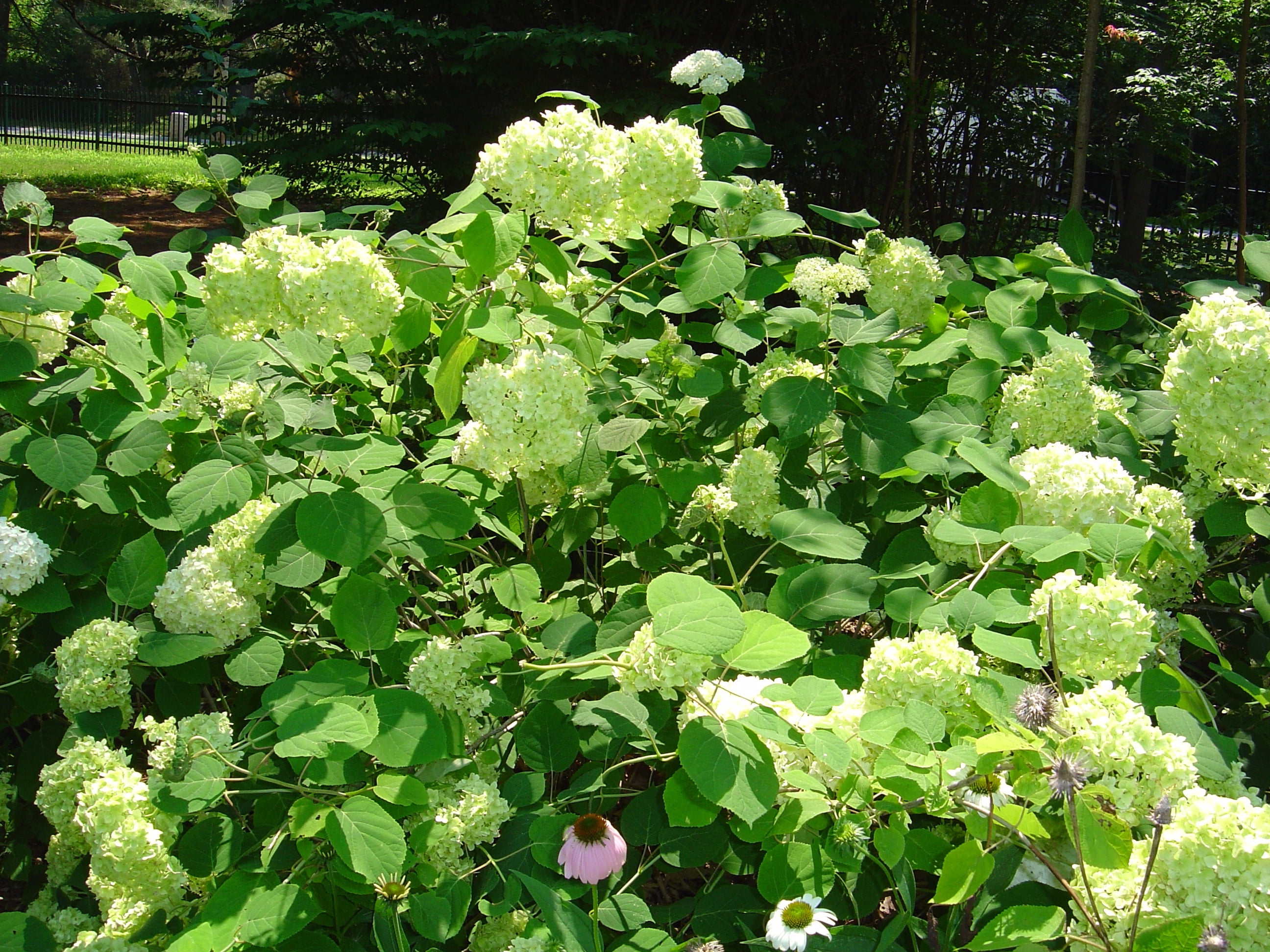 2 Gallon Annabelle Hydrangea
