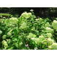 thumbnail image 3 of 2 Gallon Annabelle Hydrangea, 3 of 6