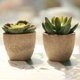 thumbnail image 4 of Juego de 2 plantas suculentas para decoración de balcón o patio Bonsái verde artificial en miniatura, 4 of 8