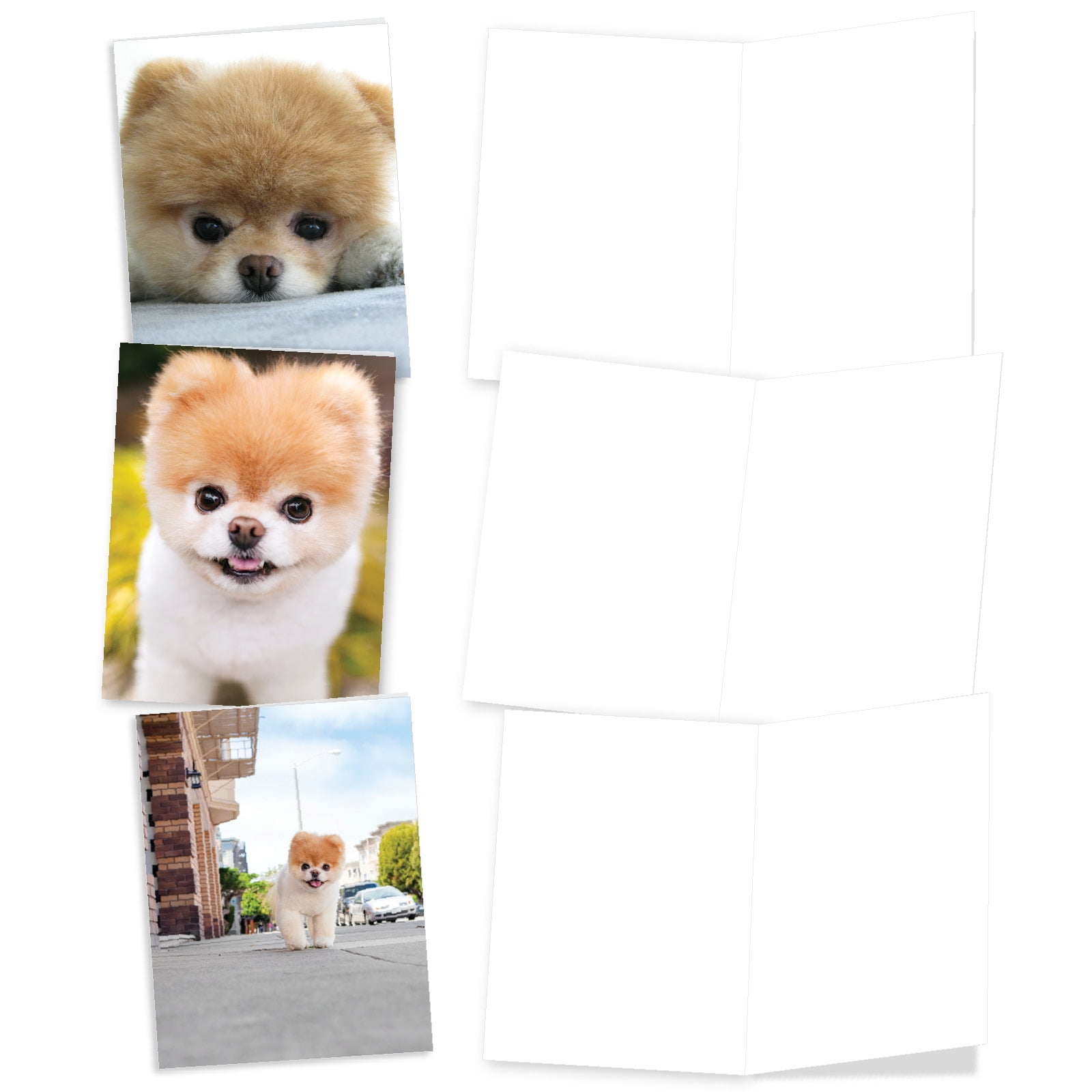 10 Assorted All Occasion Blank Note Cards Boo The Dog AM6755OCB-B1x10 