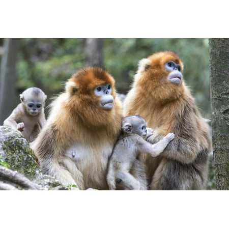 China, Shaanxi Province, Foping National Nature Reserve. Golden snub-nosed monkey. Two mothers each Print Wall Art By Ellen