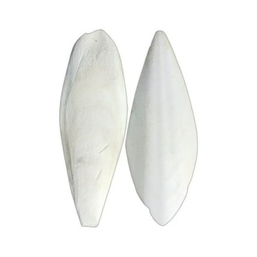 Natural Cuttlefish Bone (9-12cm) for Birds, Parrots, etc., Nutritious, Teething & Chewing Toy, Multifunctional