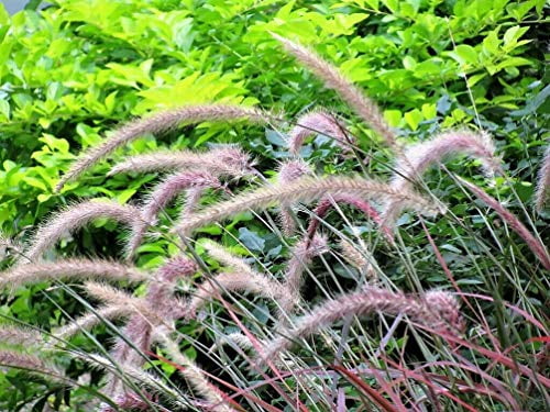 50 Purple Fountain Grass Seed Plume-Flowers Plants Striking Landscaping Plant 