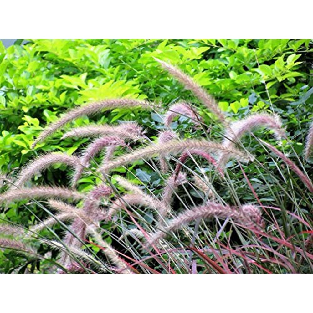 50+ Purple Fountain Grass Seed PlumeFlowers Plants Striking