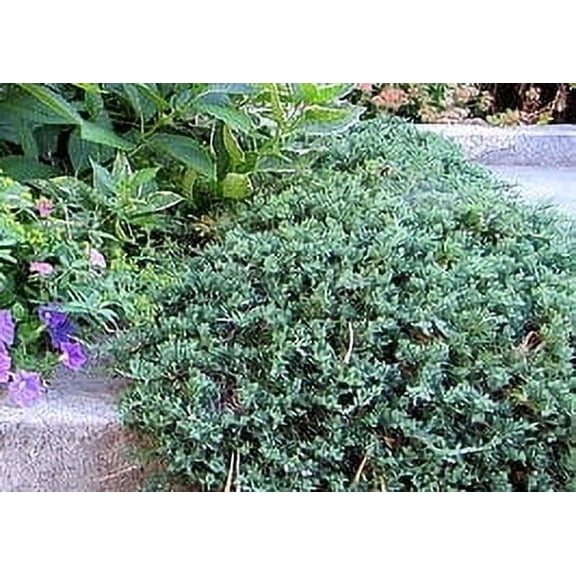 Blue Rug Juniper in a #1 container