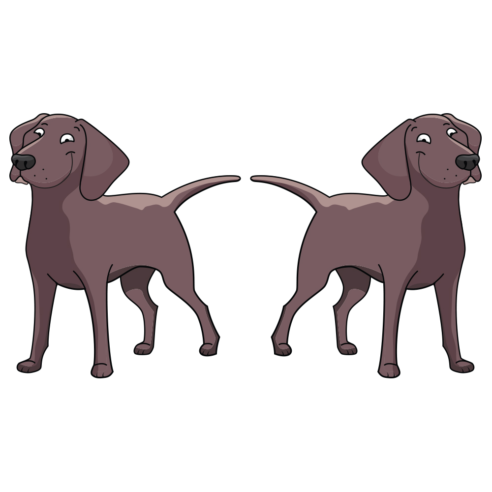 chesapeake bay retriever lovers