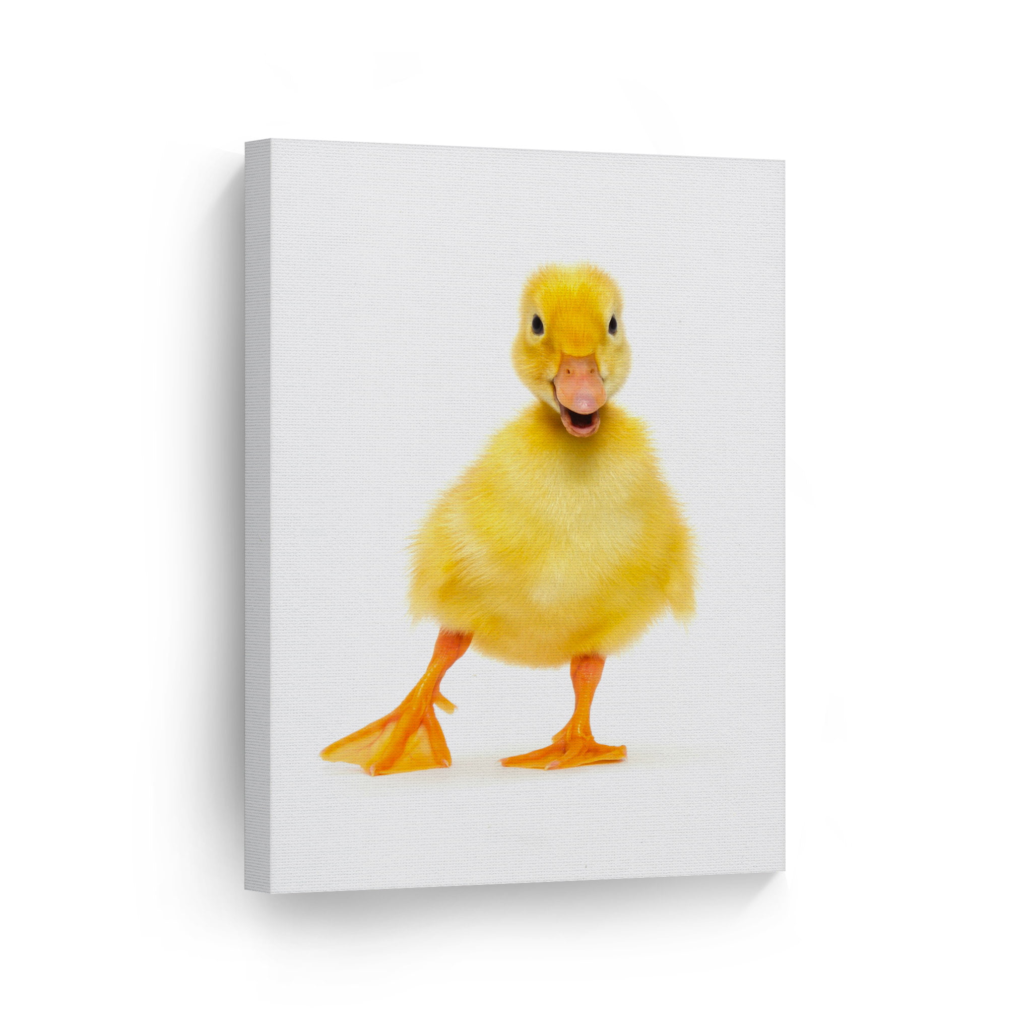 White Brown Duck Duckling Funky Animal Canvas Wall Art Large Picture Prints 