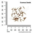 thumbnail image 3 of Ferry-Morse 300MG Cosmos Sea Shells Annual Flower Seeds, Full Sun, 3 of 11