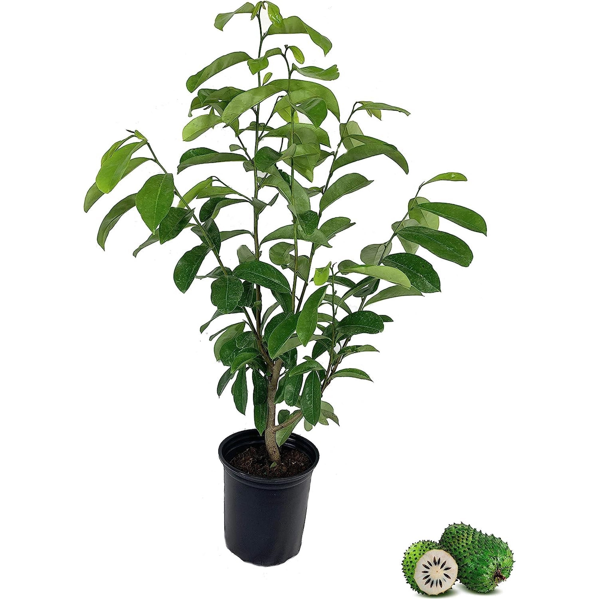 Soursop Tree - Pawpaw Plant - Live Tree in a 1 Gallon Pot - 1-2 Feet Tall - Annona Muricata - Tropical Edible Fruit Bearing Tree