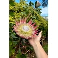 thumbnail image 2 of 5 Giant KING PROTEA Cynaroides Sugarbush Rare 12" Flower Seeds, 2 of 11