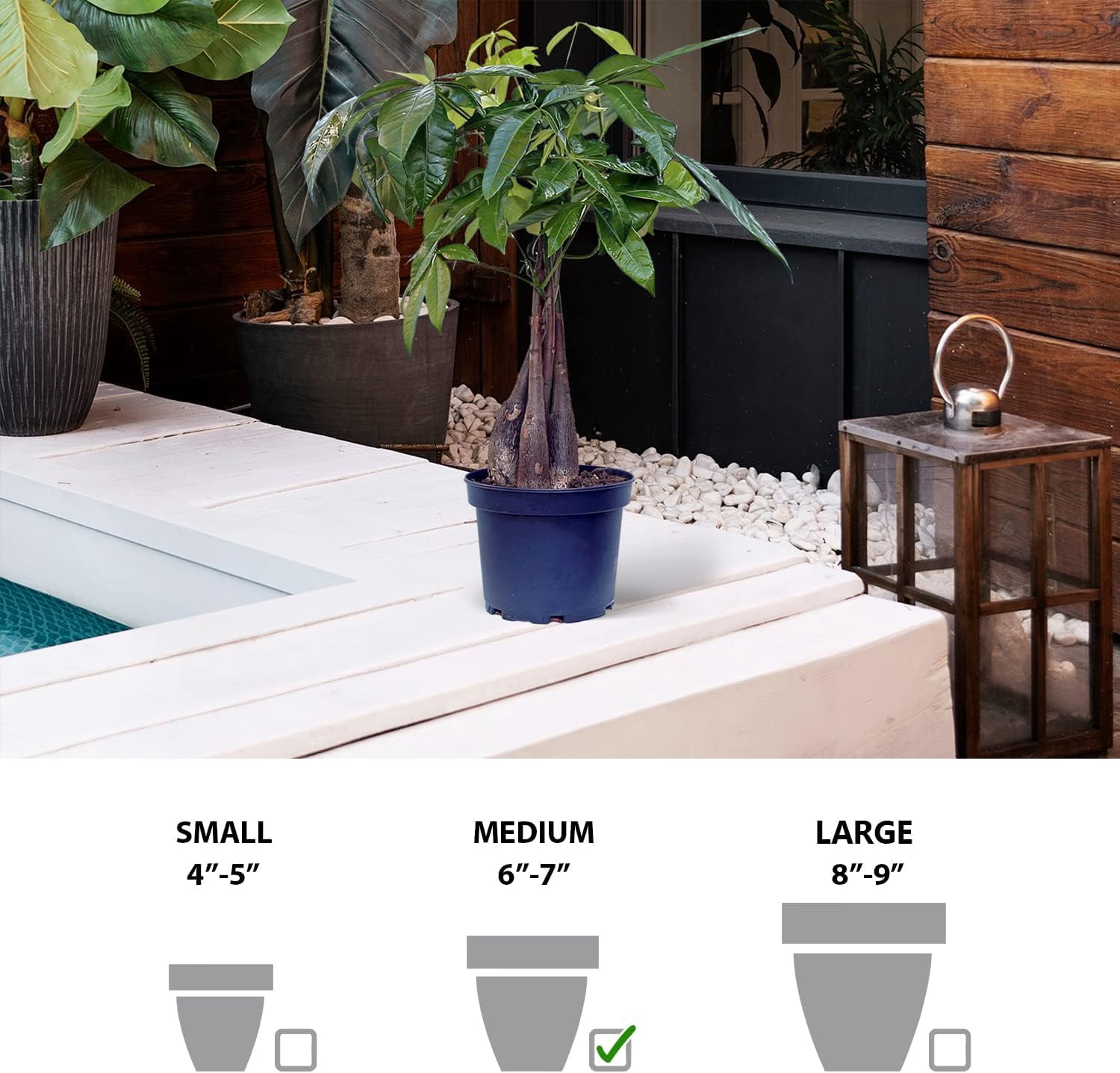 Live Money Tree, Pachira Aquatica, Large Plant, Good Luck Tree, Couples Gift, Housewarming Gift, Father's Day Gift, Indoor Plant in 6" Pot