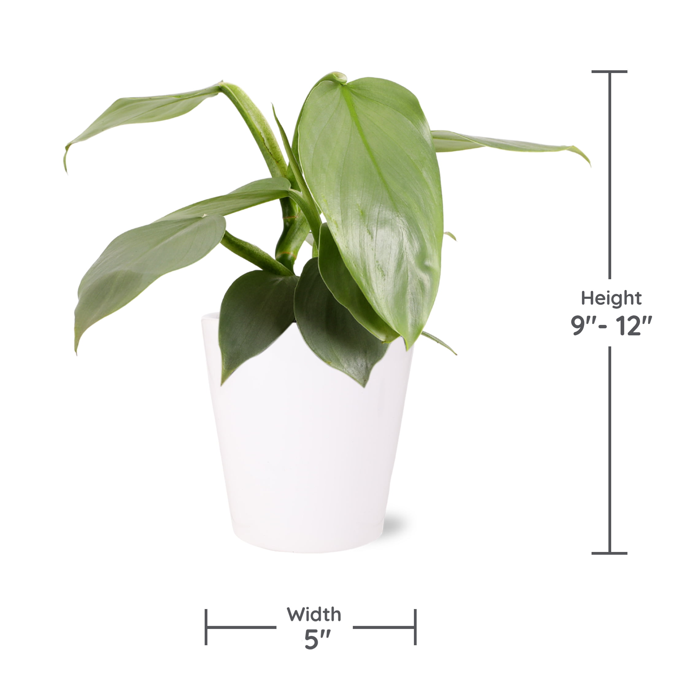 Wild Interiors Philodendron Silver Cloud in White Pot – 5in Rare Variety