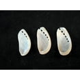 thumbnail image 2 of Florida Shells & Gifts 2-3" Off-White Pearl Abalone Craft Shells, 12 Count, 2 of 4