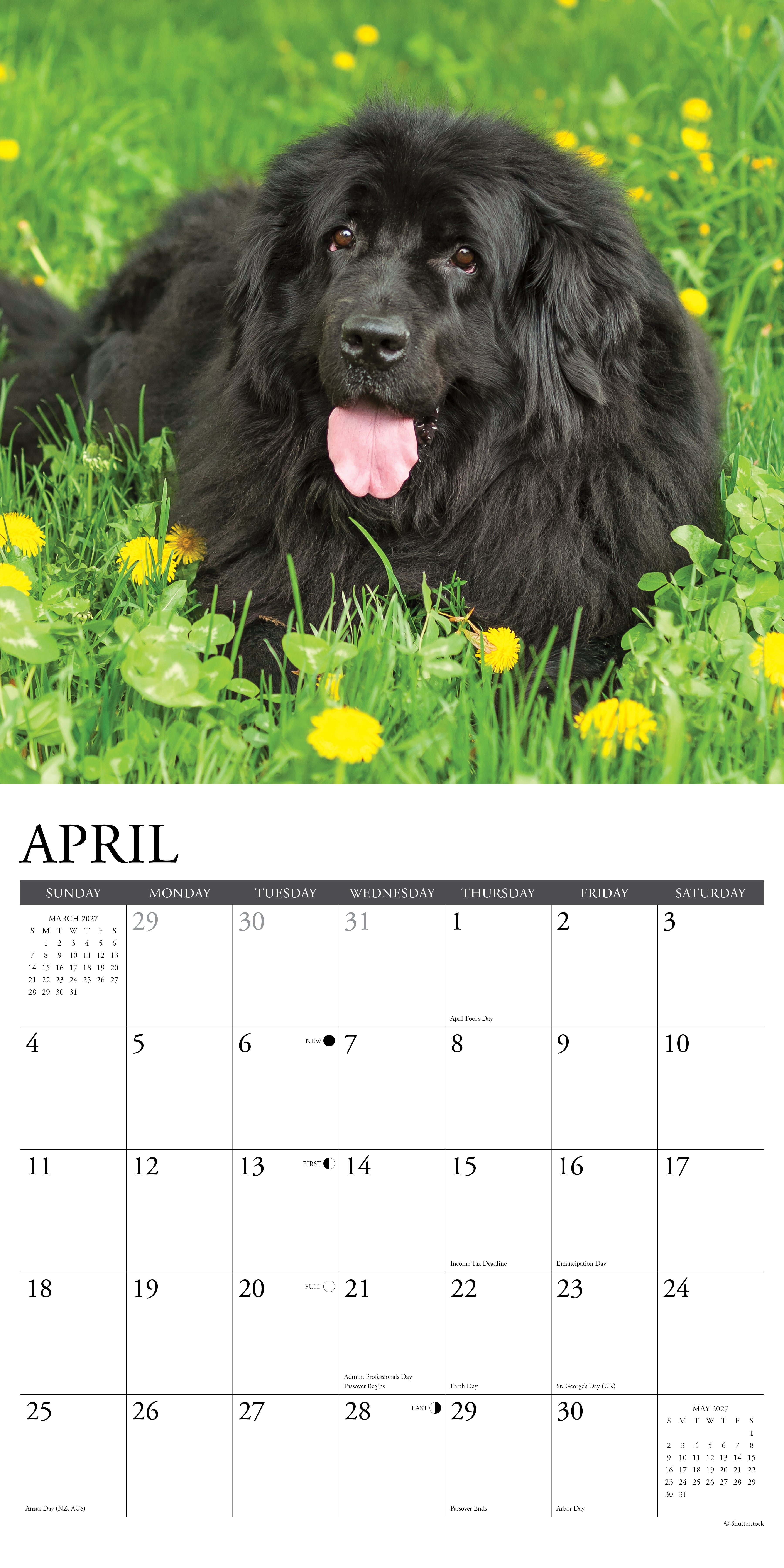 Willow Creek Press, Newfoundlands 2027 Wall Calendar