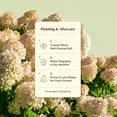 thumbnail image 4 of Hydrangea , Shade Plant for Gardens-Easy Grow-Low Maintenance-Ideal for Beds Borders, Plant Pots & Planters, 4 of 6