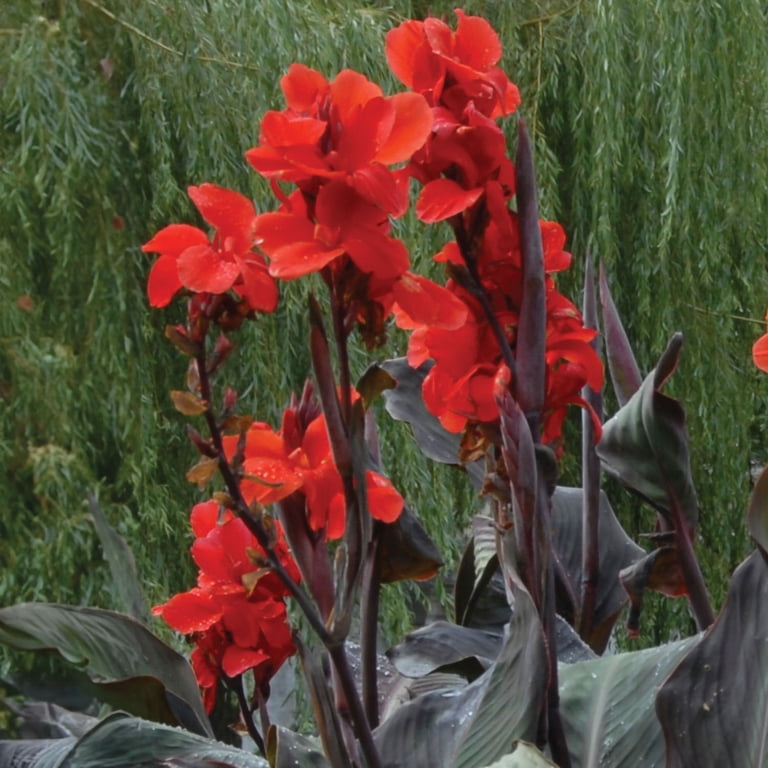 Van Zyverden Canna Black Knight (Set of 3 Dormant Bulbs) Full Sun, Red, Annual