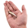 thumbnail image 5 of Berkley Finisher, 2 in, Glide Baits, Stealth Shad (1 Count), 5 of 9