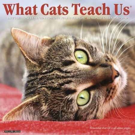 2019 Just What Cats Teach Us Wall Calendar, by Willow Creek