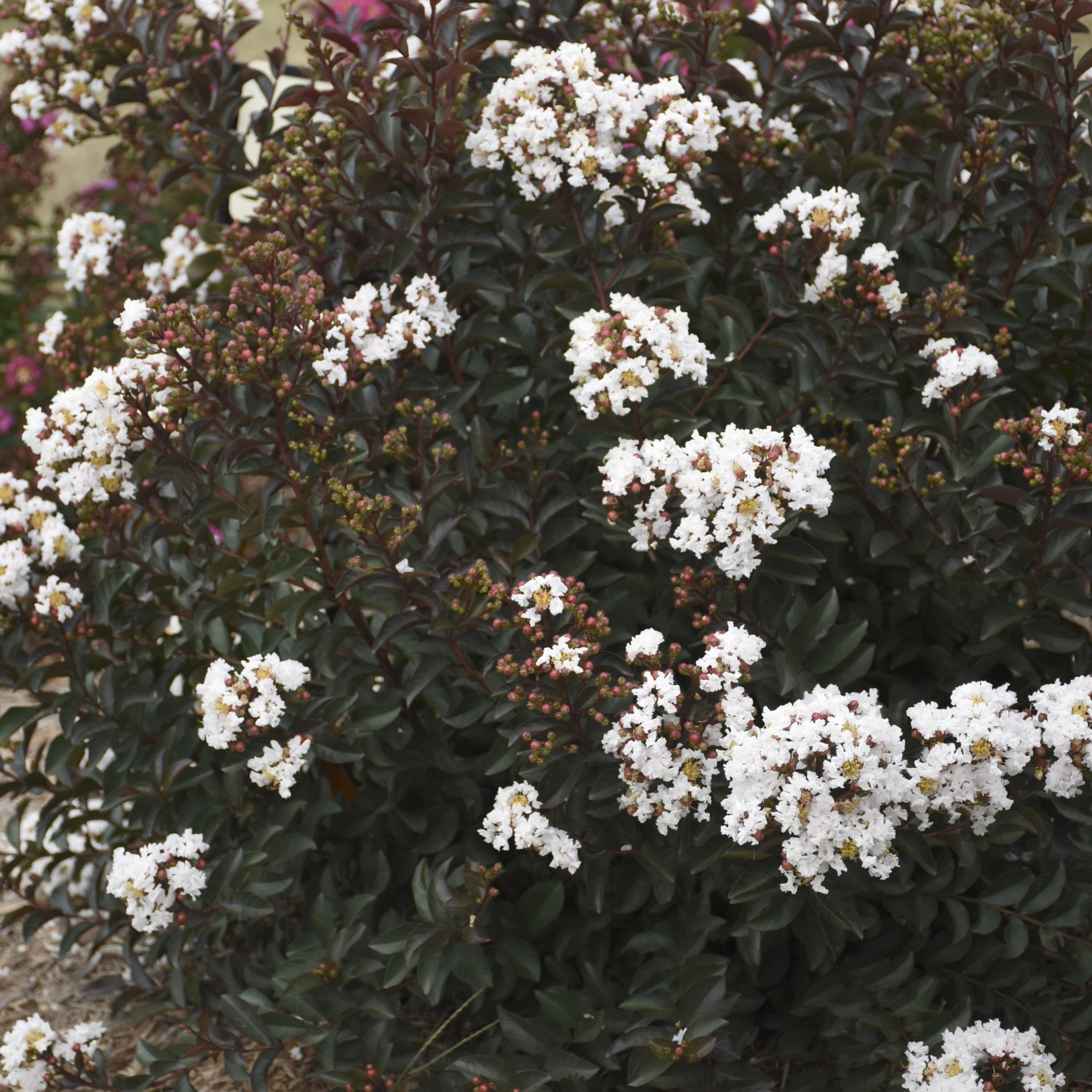 3 gal. Crape Myrtle Thunderstruck White Lightning Tree