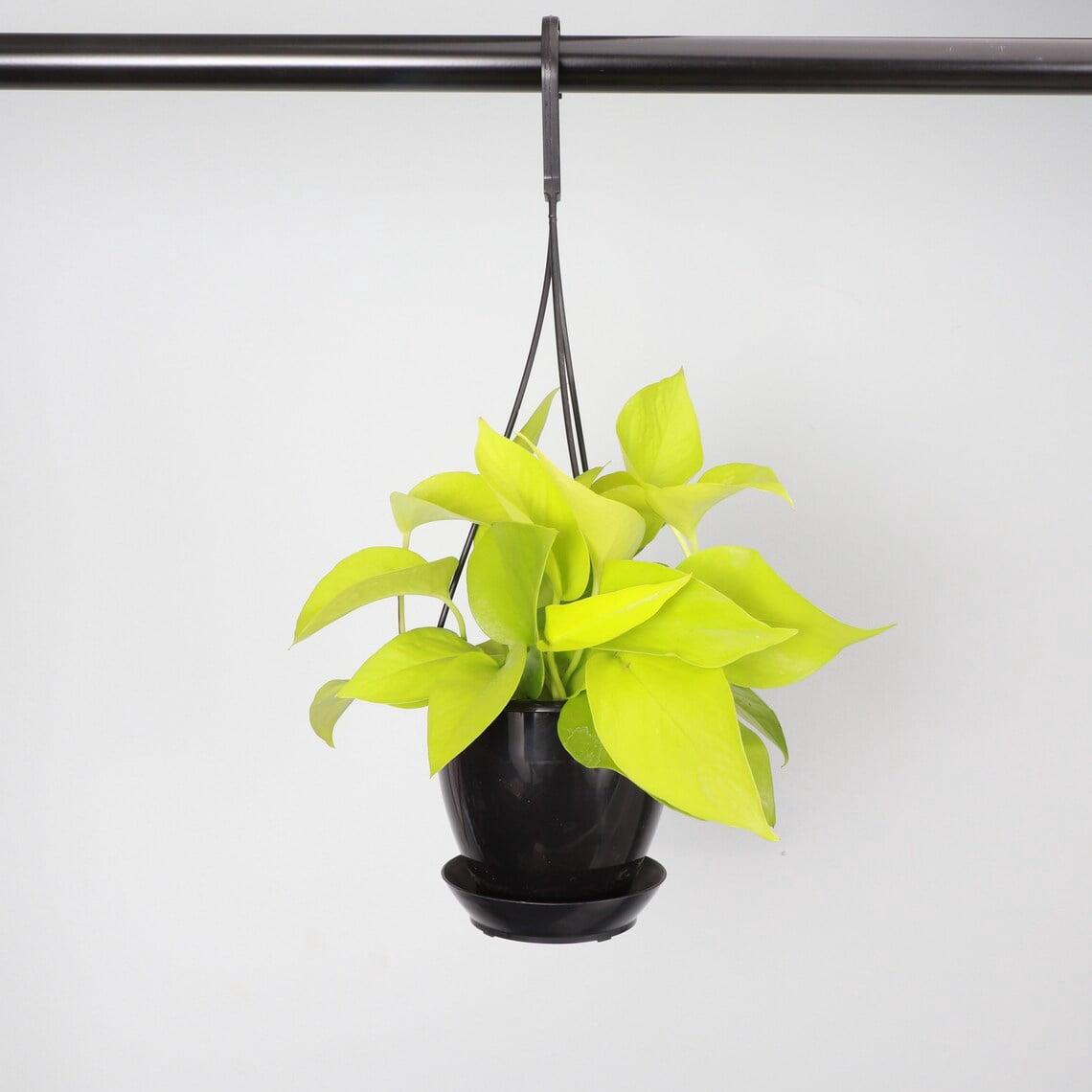Live Neon Pothos Plant - 4" Hanging Pot - Black