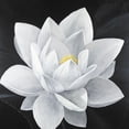 thumbnail image 3 of Atelier B Art Studio 12x12 Black Modern Framed Museum Art Print Titled - Overhead View of a Lotus Flower, 3 of 5