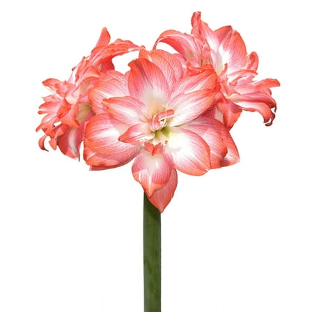 Tika Salsa Amaryllis - 28-32 cm bulb