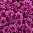 thumbnail image 5 of Expert Gardener 24" Pink Chrysanthemum Live Plants in 1GAL Decorative Pot Full Sun, 5 of 9