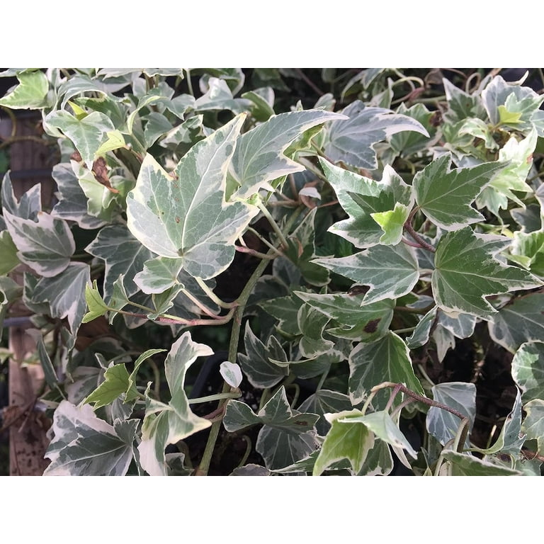 Variegated Ivy Care - Tips To Grow A Healthy Variegated Ivy Plant