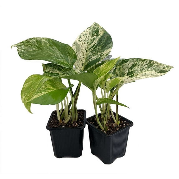Marble Queen Devil's Ivy - Pothos - Epipremnum - 3" Pots 2 Pack