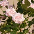 thumbnail image 4 of DR.Planzen 4ft Artificial Pink Rose Tree with Green Leaves, Lifelike Faux Rose Flower Tree for Home Decor Indoor Outdoor, Living Room Office Decoration, 4 of 10