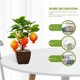 thumbnail image 3 of Bonsái de frutas, pequeños adornos creativos, decoraciones de flores de simulación, plantas verdes de simulación, 3 of 5