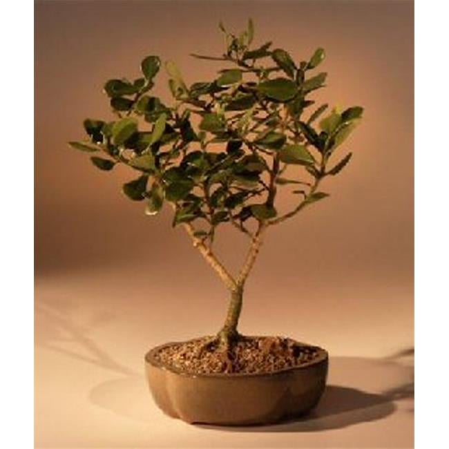Clusia Rosea Nana Flowering Tropical Dwarf Apple Bonsai Tree, Large