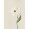 thumbnail image 2 of Straatsma, Leah 25x32 Black Ornate Wood Framed with Double Matting Museum Art Print Titled - White Flower 1, 2 of 4