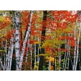 thumbnail image 2 of Art.com Birch and Maple Trees in Autumn Stretched Canvas Print Wall Art by James Randklev, 16" x 12", 2 of 4