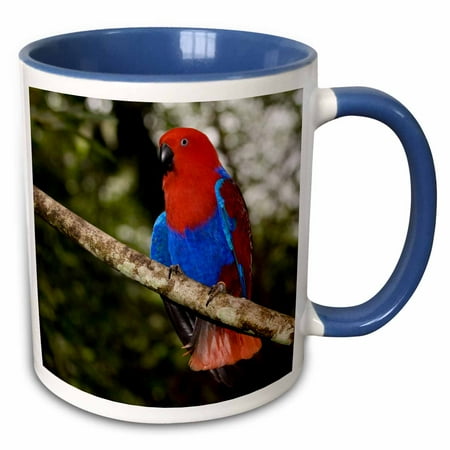 

3dRose Papua New Guinea Eclectus Parrot tropical bird - OC12 BFR0002 - Bernard Friel - Two Tone Blue Mug 11-ounce