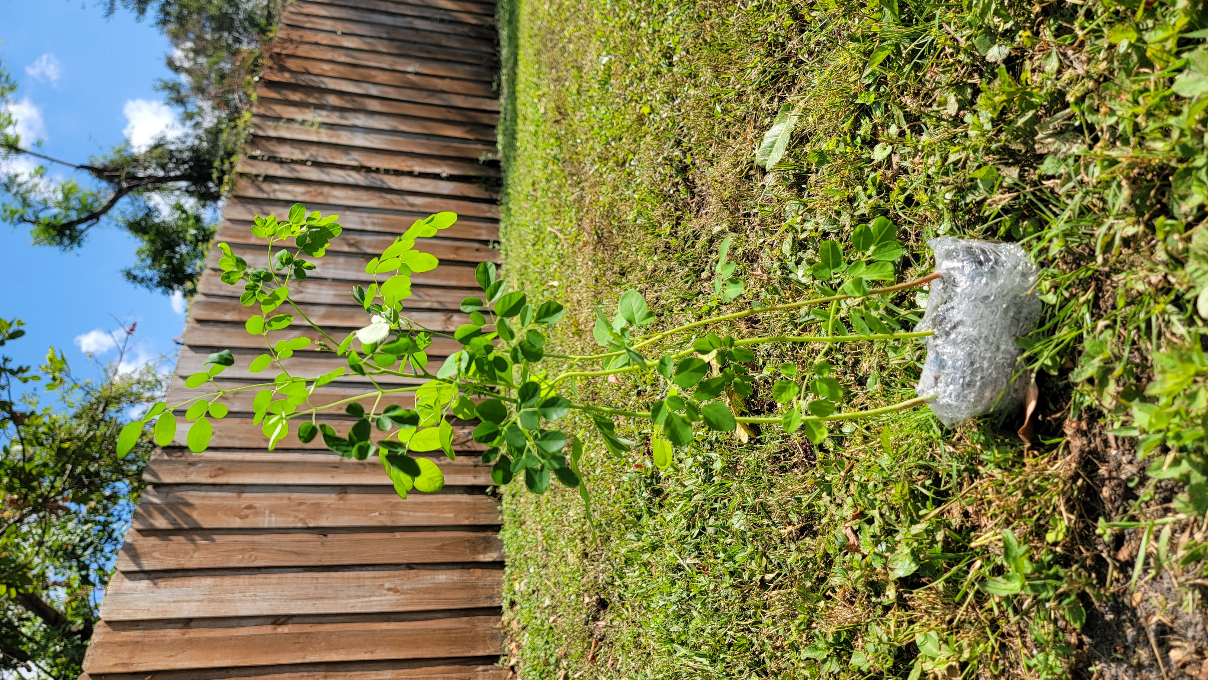 Moringa Plants 5 Live Moringa Trees Partial to Full Sun with Free Moringa Seeds