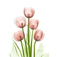 thumbnail image 3 of Koetsier, Albert 12x14 Black Modern Framed Museum Art Print Titled - Coral Tulip Tower H27, 3 of 5