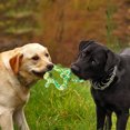 thumbnail image 2 of Dog Chew Toy For Teething Puppies, 99.99% Natural Rubber Biodegradable Eco-Friendly Gentle Care Durable Chew Toy, Environmentally Friendly Pet Chew Toy For Puppy Chewing Relief, 2 of 3