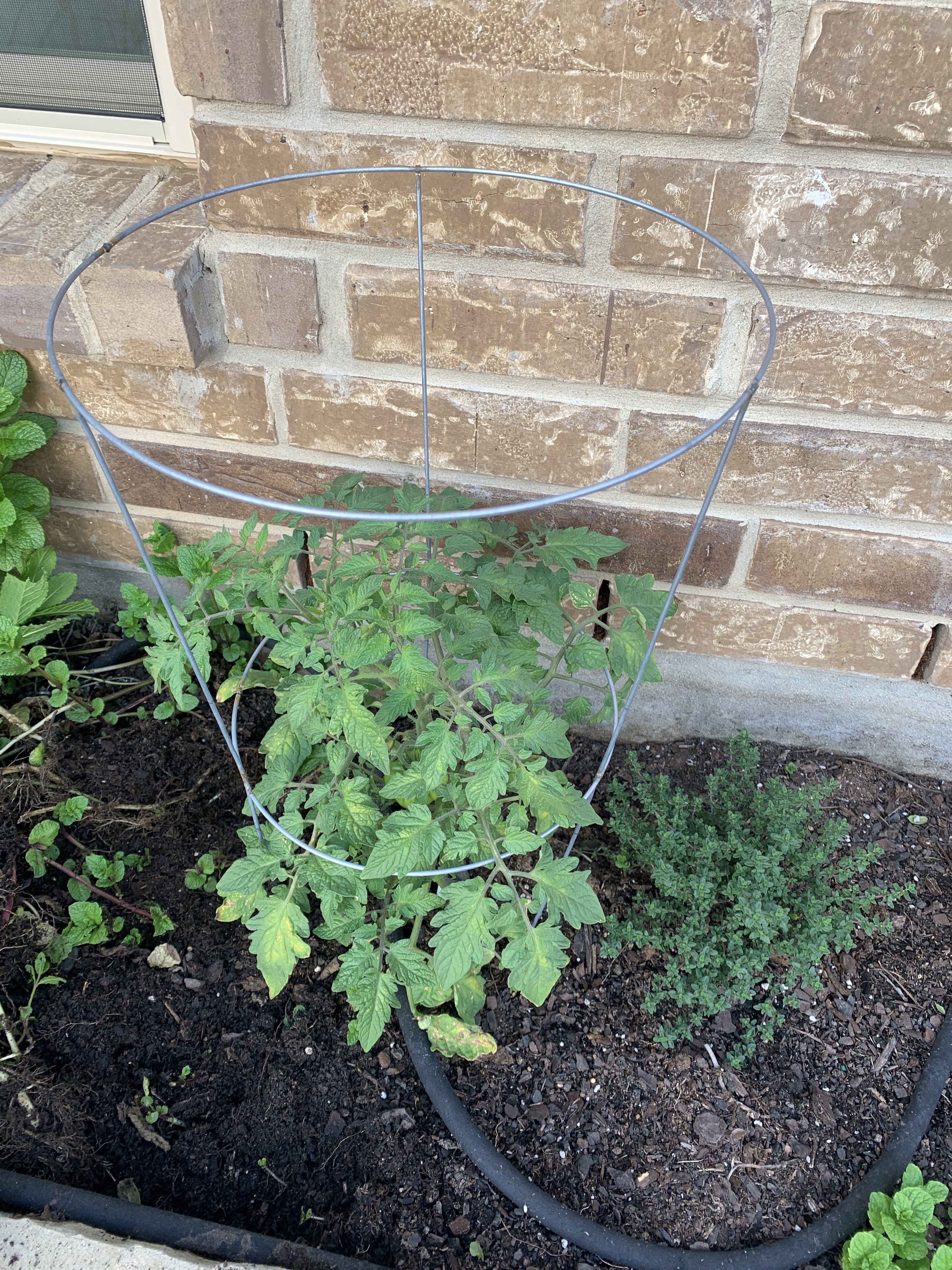 Glamos Wire 33 inch Galvanized Tomato Cage 10 Pack