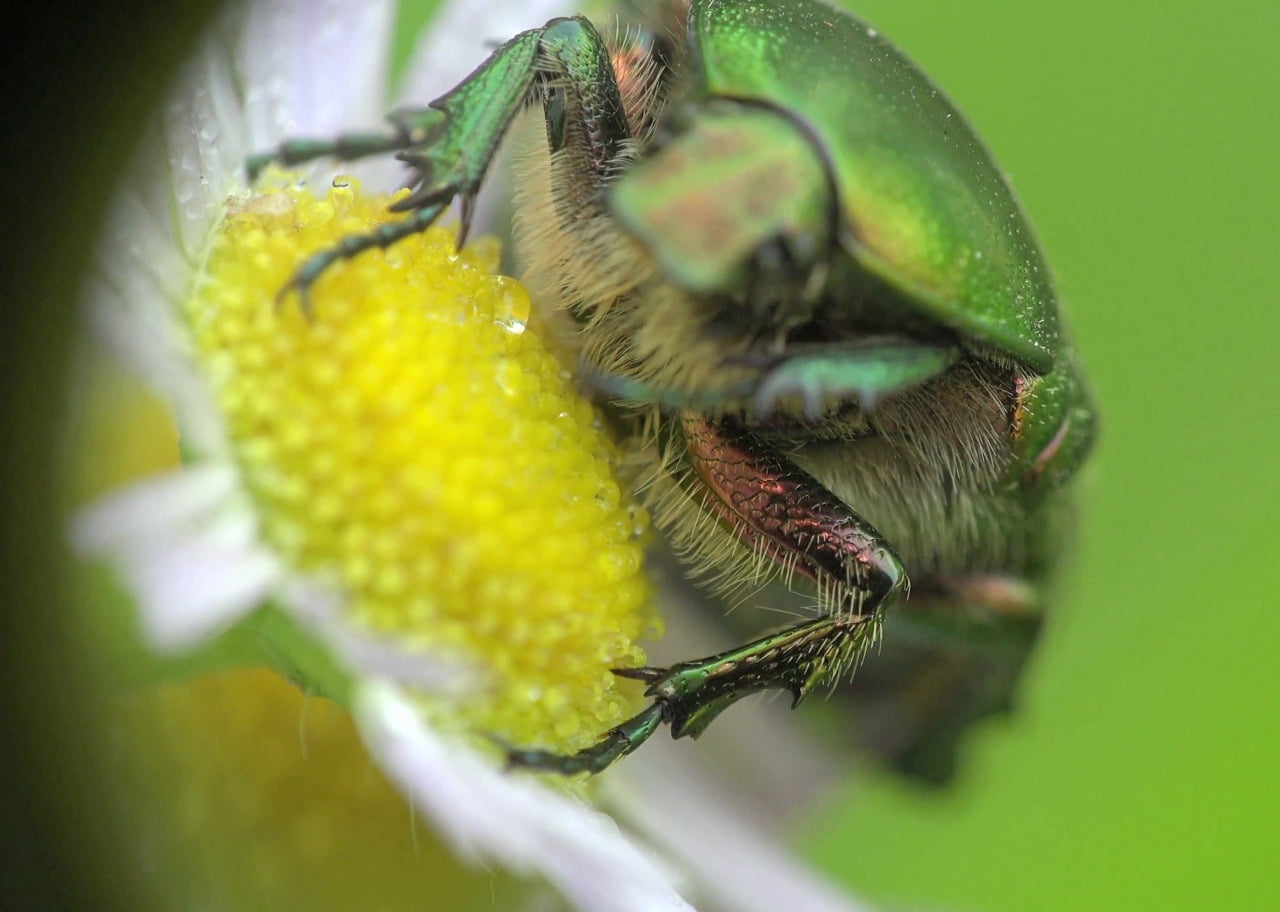 Emerald Flower Chafer Beetle Globe main image 1