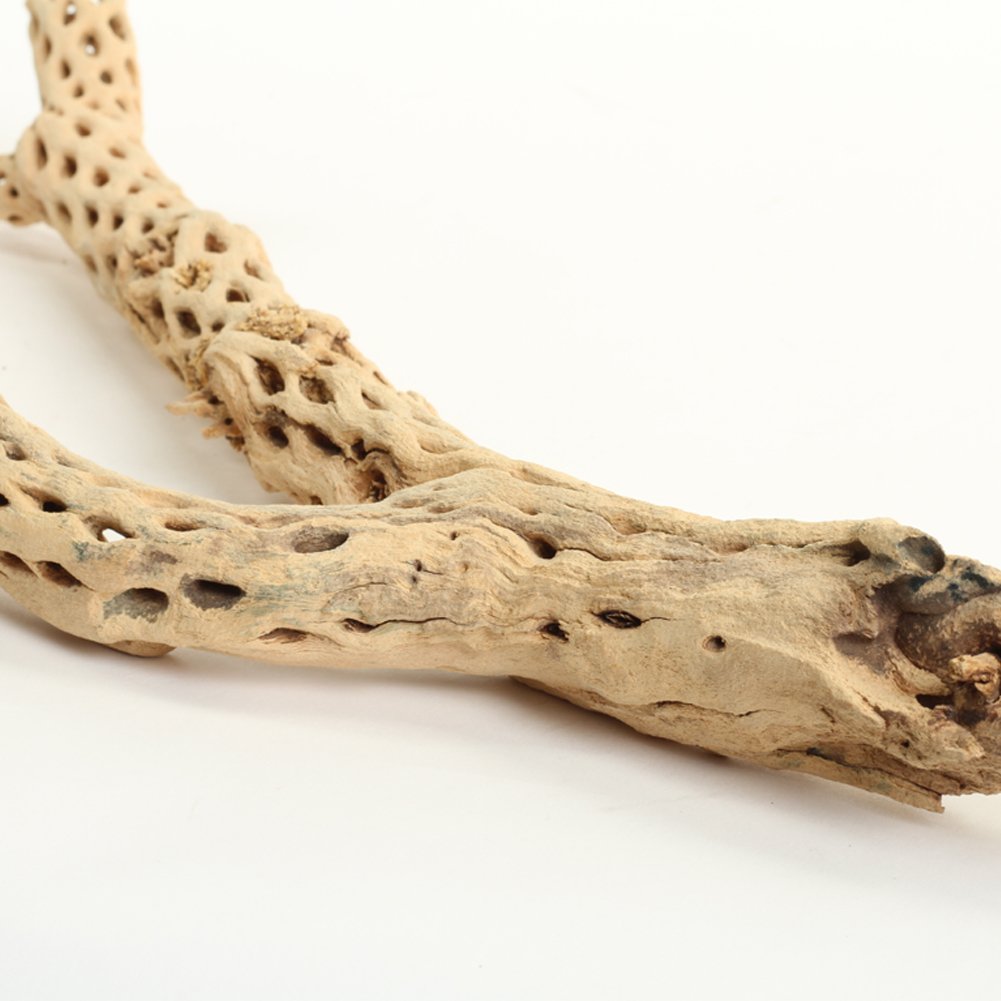 Koyal Wholesale Cholla Wood 12-Inch, Aquarium Branches, Airplants Decor, Reptile Perch, Natural Home Decoration