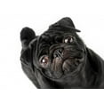 thumbnail image 2 of Black Pug Dog White Wall Decal by Wallmonkeys Peel and Stick Graphic (24 in W x 21 in H) WM346996, 2 of 4