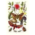 thumbnail image 1 of Emperor Moth, Elephant Hawk Moth, Tortoise Beetle- Fine Art Canvas Print (20" x 30"), 1 of 1