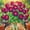 A, variant on Desert Rose, Low Maintenance - Easy Grow - Ideal for Beds Borders, Plant Pots & Planters