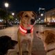 thumbnail image 4 of Collar LED recargable para paseos nocturnos - Collar de seguridad para mascotas impermeable y ajustable con luz en la oscuridad USB, 4 of 6