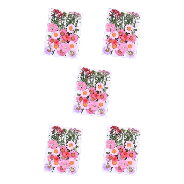 Cateissary Flores secas Flores prensadas Múltiples hermosos accesorios de bricolaje Suministros para fiestas Decoración de arte para tarjetas de A 5Conjunto