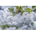 thumbnail image 2 of Tilley, Rob 32x23 White Modern Wood Framed Museum Art Print Titled - Oregon-Hood River Cherry blossoms, 2 of 4