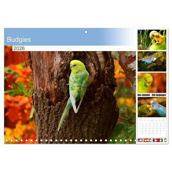 Budgies (Monthly Wall Calendar 2026 16.5 x 23.4 (open)), CALVENDO 14 Month Calendar